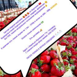 Надежда Русских