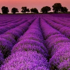 Екатерина Чупрова