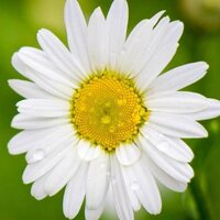 Сергей Домрачев